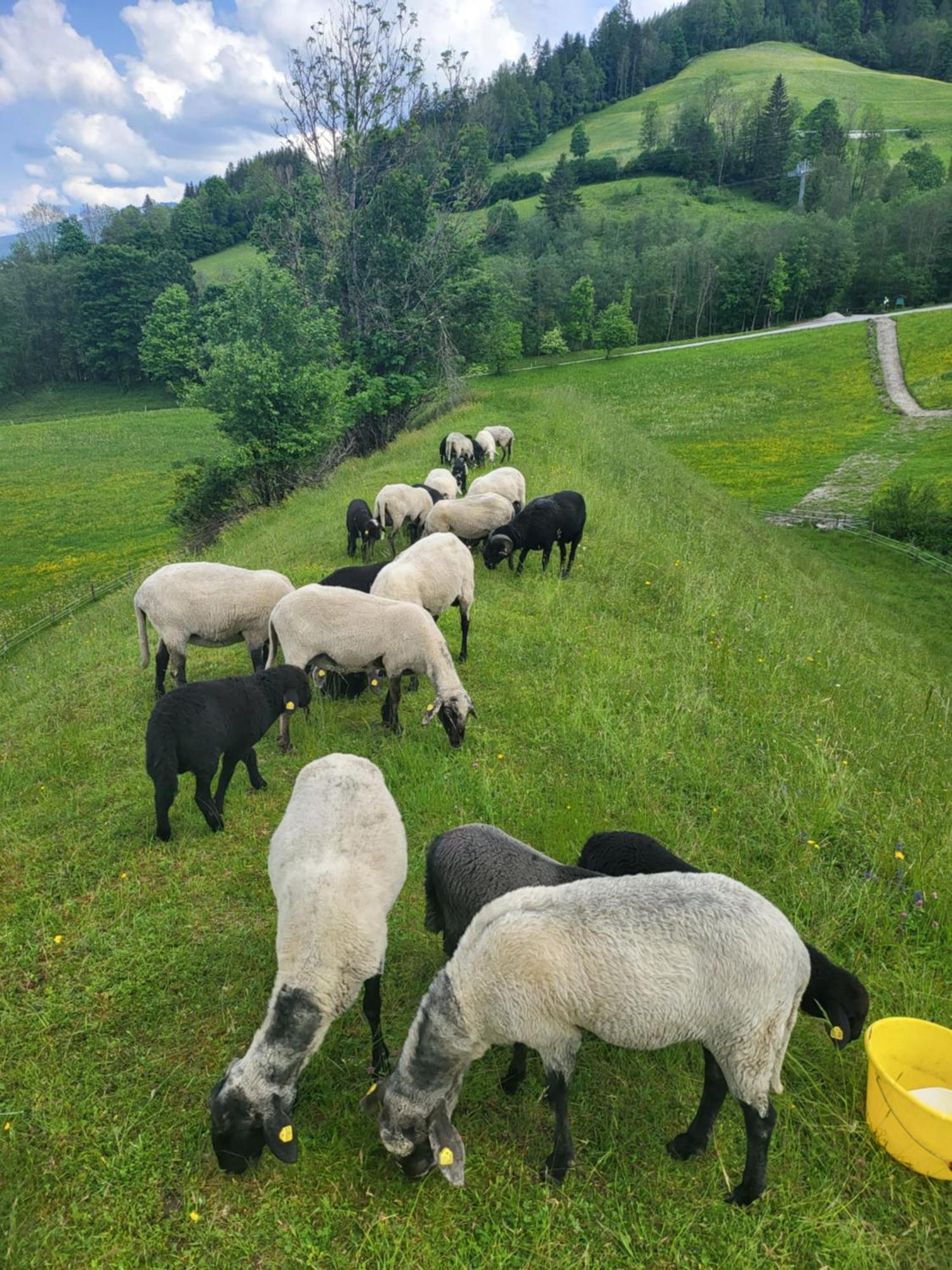 Bauernhof - Beim Zefferer Ubytování v soukromí Schladming